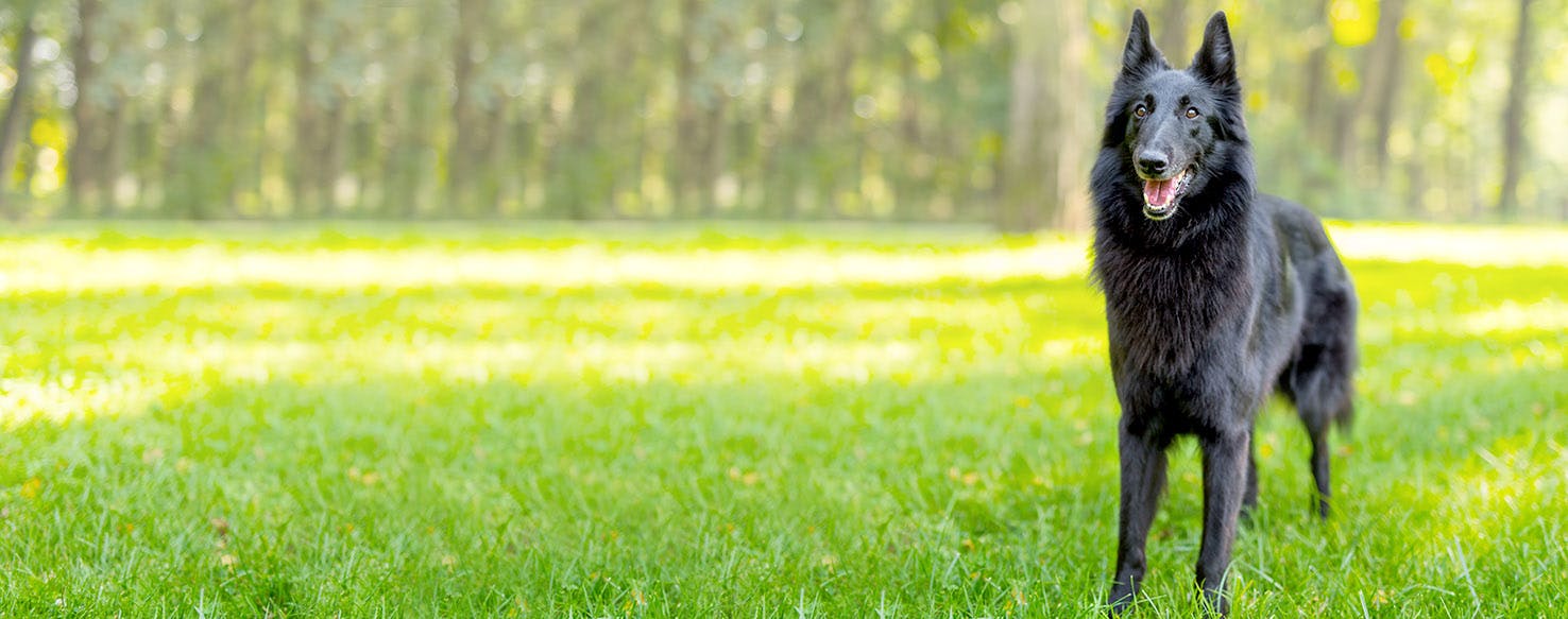 Uganda Dog Names Popular Male and Female Names Wag!